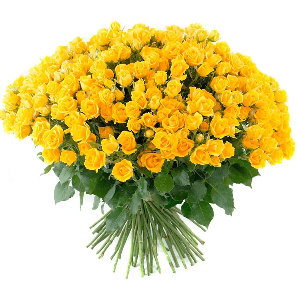 Розы Кустовые желтые